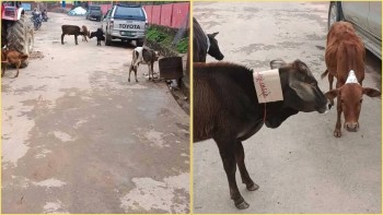 पशुचौपायाका कारण पाटन बजार दुर्गन्धीत भएको भन्दै व्यवस्थापनको माग 