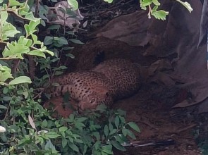 बैतडीमा पासोमा परेको चितुवा भाग्यो