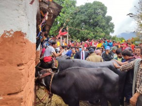 बैतडीको मल्लादेही डिलाशैनी मन्दिरमा बलीसहितको जात्रा सम्पन्न