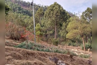 स्थानीयले फाईबर तारमाथी रुख ढलाईदिए, बैतडी र दार्चुलामा दुई दिन फोनलाईन अबरुद्ध