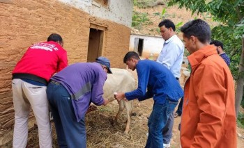 बैतडीमा खोरेत रोगका कारण डेढ दर्जनबढी पशु चौपाया मरे, २५० बढी पशुहरुमा संक्रमण 